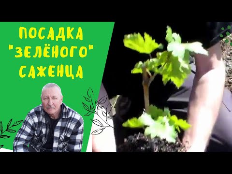 Посадка вегетирующего саженца