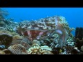 Cuttlefish Science- Eyes