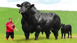 Biggest bulls in the world⭐️top 10 ⭐️dual purpose breed⭐️heavy bachray⭐️world record