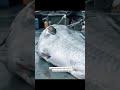 Giant Mysterious Creatures You Won&#39;t Believe Exist!