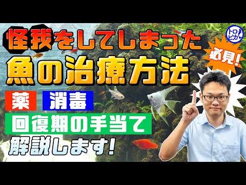 怪我をした熱帯魚の治療方法！薬や消毒、回復期の手当てまで解説します