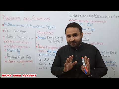 Necrosis and Apoptosis | Cell Cycle | Class 12 Biology