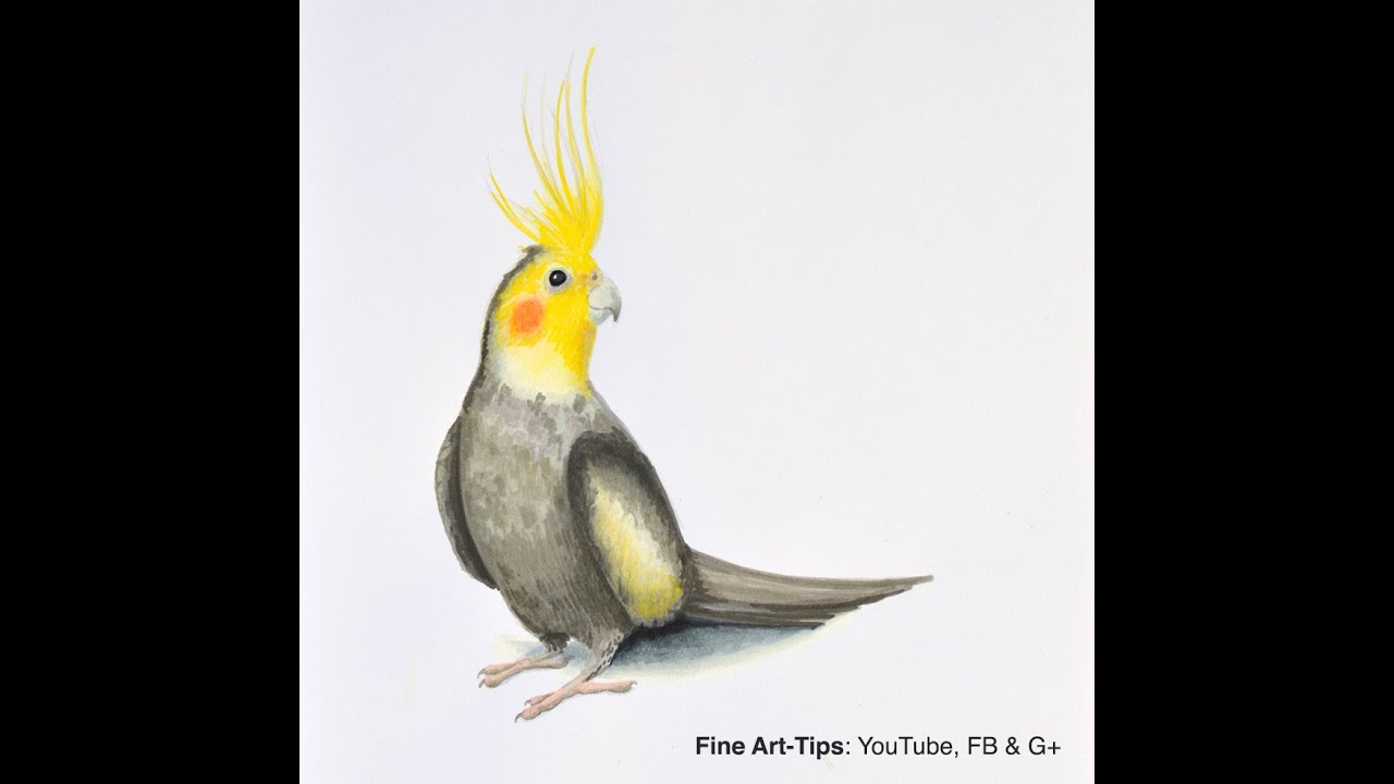 How to Draw a Cockatiel - With Winsor & Newton Pigment Markers