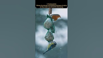 Discover the Beauty of Robin Birds: Fascinating Facts and Stunning Footage! #shorts #short #Robin