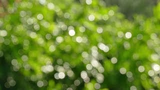 Bokeh DSLR Effects On Photoshop screenshot 5