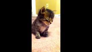 Kitten falls asleep and falls over. To cute!