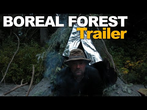 Video: Boreal forests are a special corner of nature
