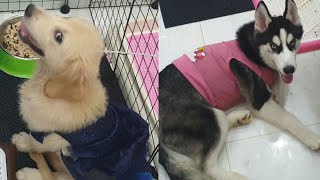 Teach Dog To Eat On Command  | Husky Puppy Training - Golden Retriever Puppy Cute And Funny by Puppies TV 369 views 10 months ago 1 minute, 51 seconds