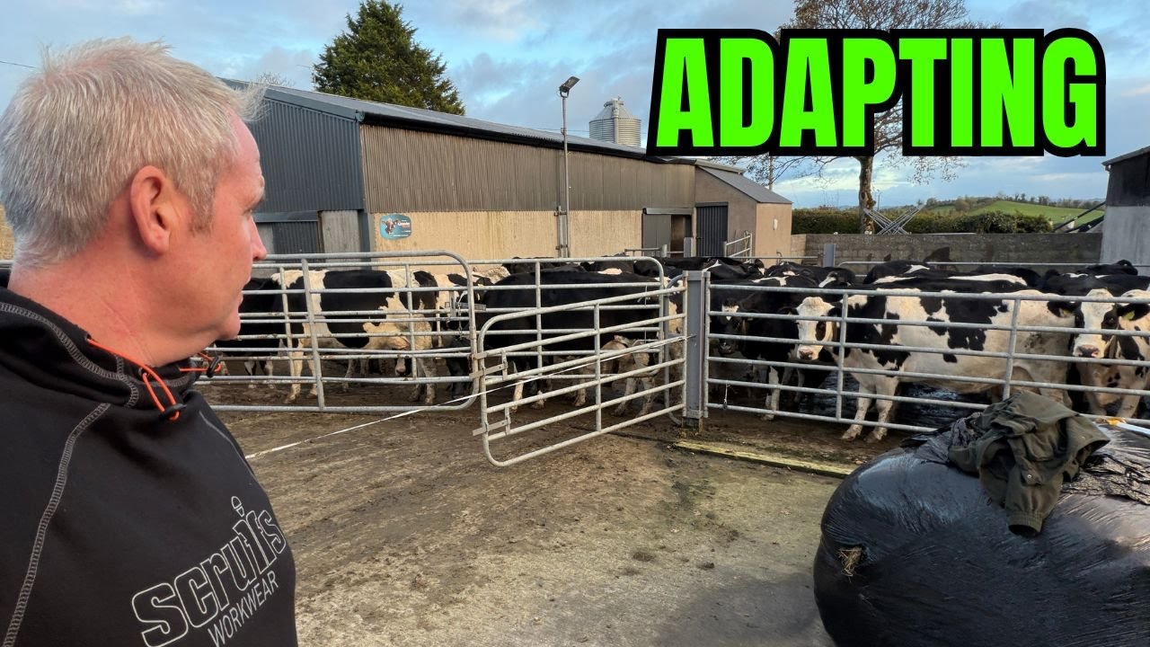 Сокращение потерь и новый старт — сокращение поголовья и приятные новости