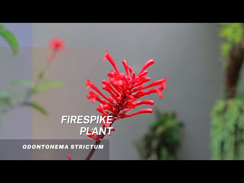 Video: Pleje af Firespikes - Tips til dyrkning af Firespike-planter