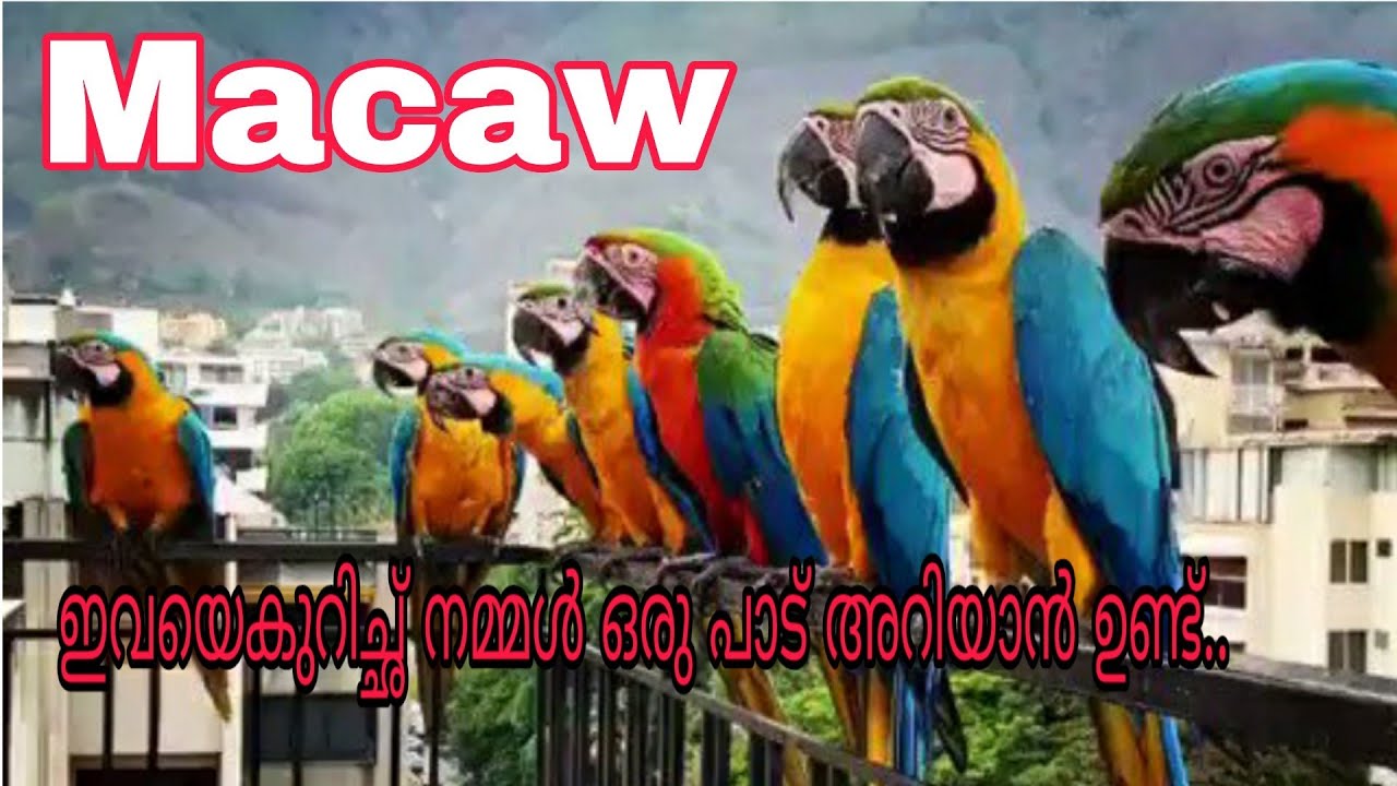 Macaw പഞ്ചവർണ്ണ തത്ത Top facts Malayalam Palakkadan pets YouTube