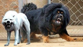 Wanyama Watano Halali Kuuliwa Sheikh Khalfan Nassor