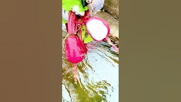 Thumbnail of the process of cutting washed cassava harvest #shorts #farming #agriculture