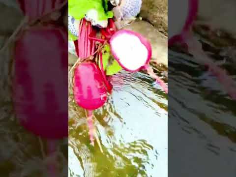 The Process Of Cutting Washed Cassava Harvest Shorts Farming Agriculture The Process Of Cutting Washed Cassava Harvest Shorts Farming Agriculture
