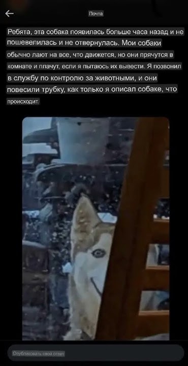смайл дог вернулся - YouTube