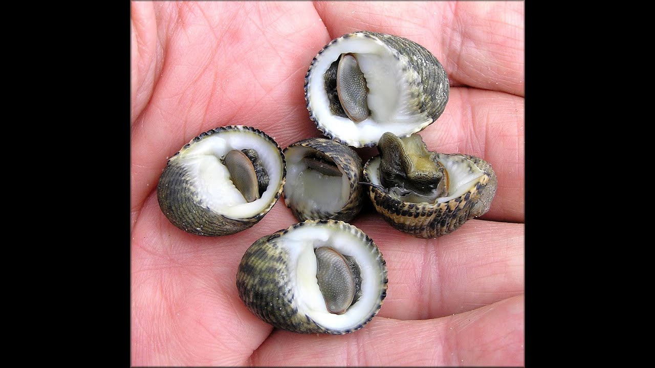 Nerita fulgurans Gmelin, 1791 Antillean Nerite Snail