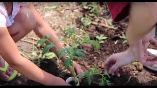 Grow & Share the Harvest: We are Community Food Initiatives