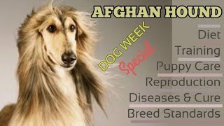 Afghan Hound Dog & Puppies by Nadia Pets Global 20 views 2 years ago 14 minutes, 17 seconds