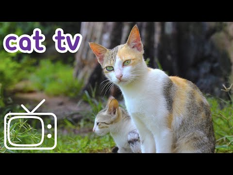 cat relax sounds