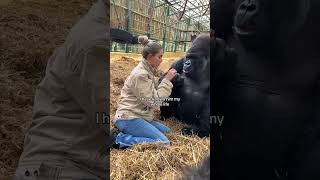 Gorilla Getting Fed Snacks