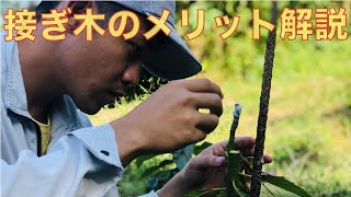 「接ぎ木」をする理由について徹底解説します．メリット沢山です！