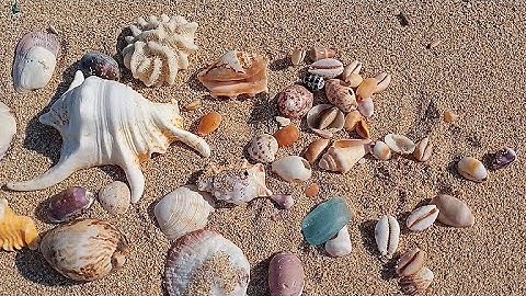 Amazing snail shells | Pick Up Shells With Robin