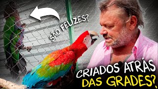 CRIAÇÃO DE ANIMAIS SILVESTRES E EXÓTICOS PARA VENDA?!