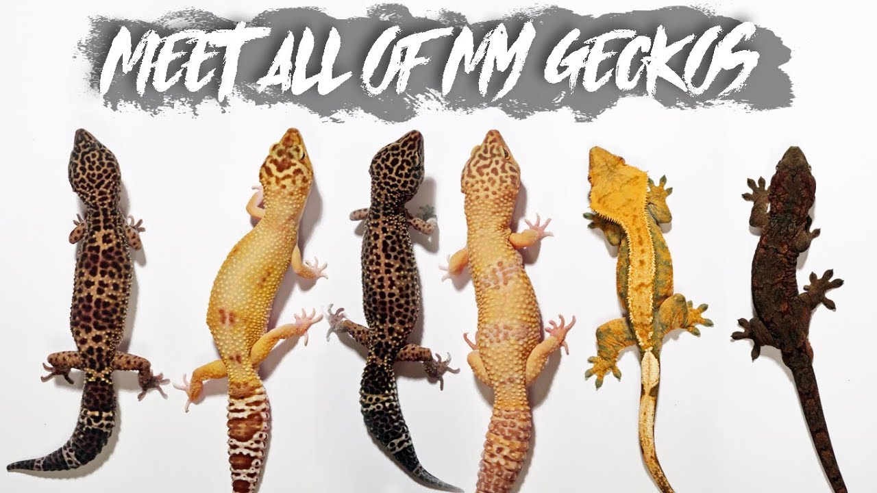 Crested Gecko Size Chart