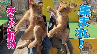 可愛い赤ちゃん動物大集合