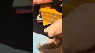 Trying both Taco Bell sliders