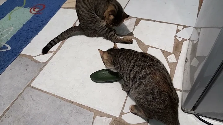 Watch the video about Cats vs cucumber compilations (Hilarious)