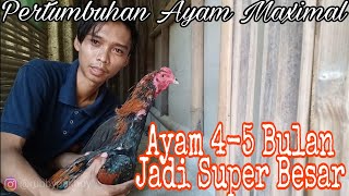 MERAWAT AYAM BANGKOK UMUR 4 BULAN CEPAT BESAR | Tips Sukses Berternak Ayam Bangkok Part 2