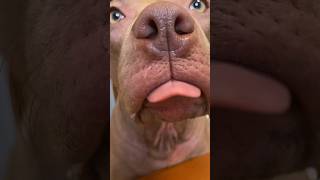 Застал Собаку Врасплох #Питбульджина #Shorts #Funnydogs #Pitbulls #Cutedogs #Doglife #Funnyvideo