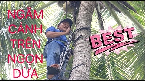 THIẾT BỊ LEO DỪA| NGẮM CẢNH TRÊN CÂY DỪA CỦA CỤ HÀNG XÓM
