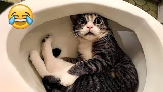 funny cat videos 2025🐈 try not to laugh😂