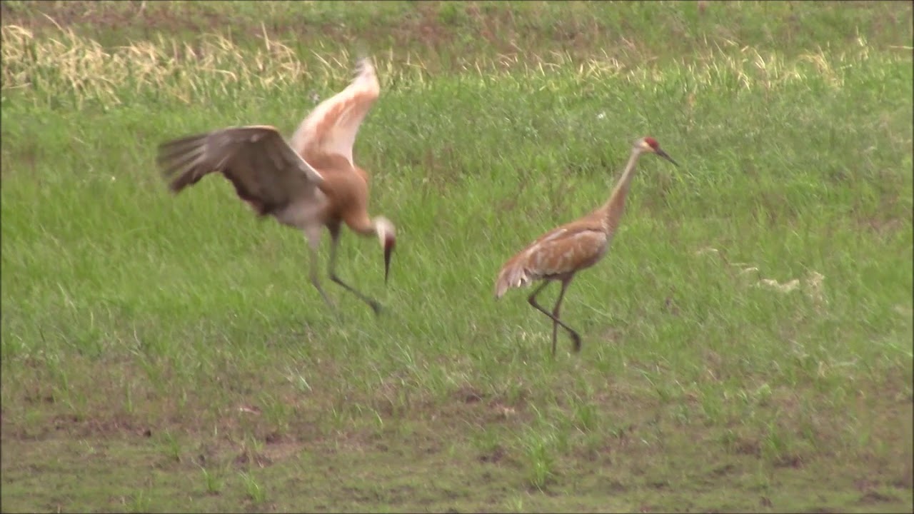 Sandhill cranes mating dance YouTube