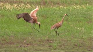 Sandhill cranes mating dance
