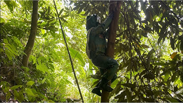 Một ngày đi bóc ong cho khách ăn lễ 2/9 mỏi hết tay |Rừng núi Bắc Kạn