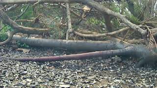 Ostdrossel ground cam #birds #wildlife  #Ostdrossel
