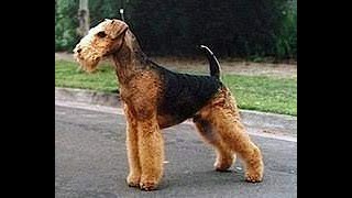 AIREDALE TERRIER, LOVING DOG, CUTE DOG, HOW TO CARE DOG, ENGLAND, UK DOGS