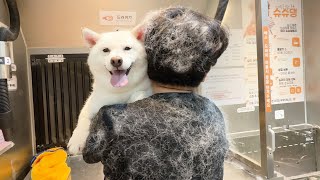 Reasons why you should NOT get a shiba dog