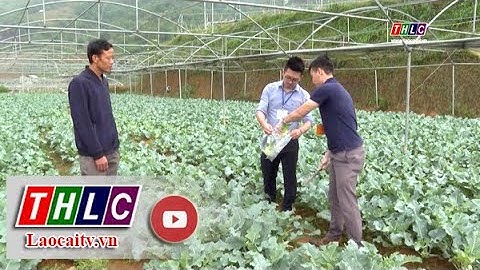 Nhân rộng vùng sản xuất rau theo tiêu chuẩn VietGAP | THLC