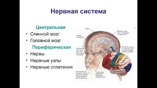 мозг нервная система человека мозг нервная система человека
