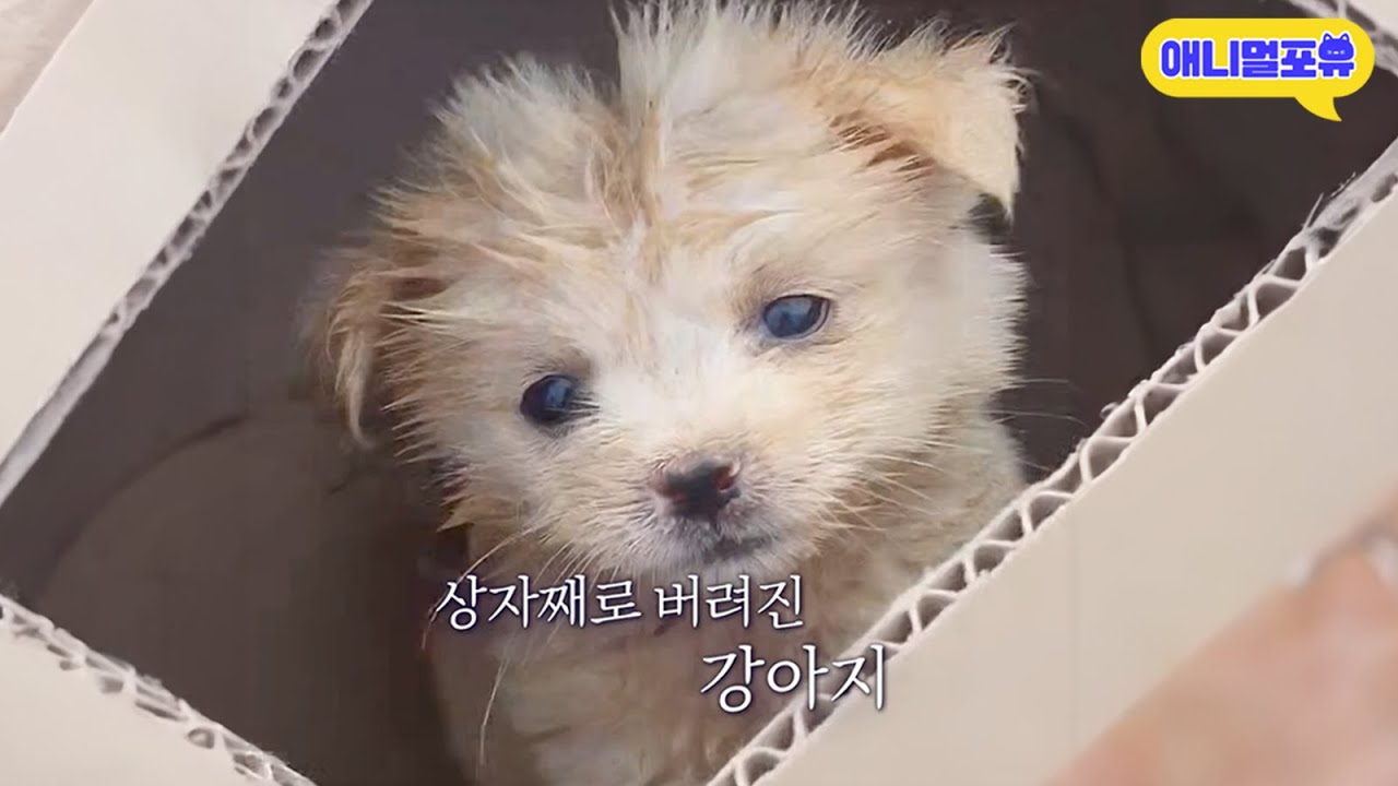 태어난지 하루 만에 '라면 박스'에 담겨 버려진 강아지..🥲 I KBS 동물은 훌륭하다 250224 방송