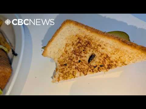 Saskatoon restaurant temporarily closed after woman finds cockroach on sandwich