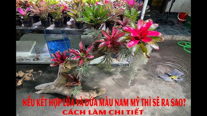 3. Phương pháp trồng dứa Nam Mỹ thủy sinh