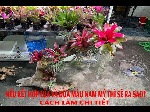 Video Lũa và Dứa Màu Nam Mỹ kết hợp có đẹp không? - youtube