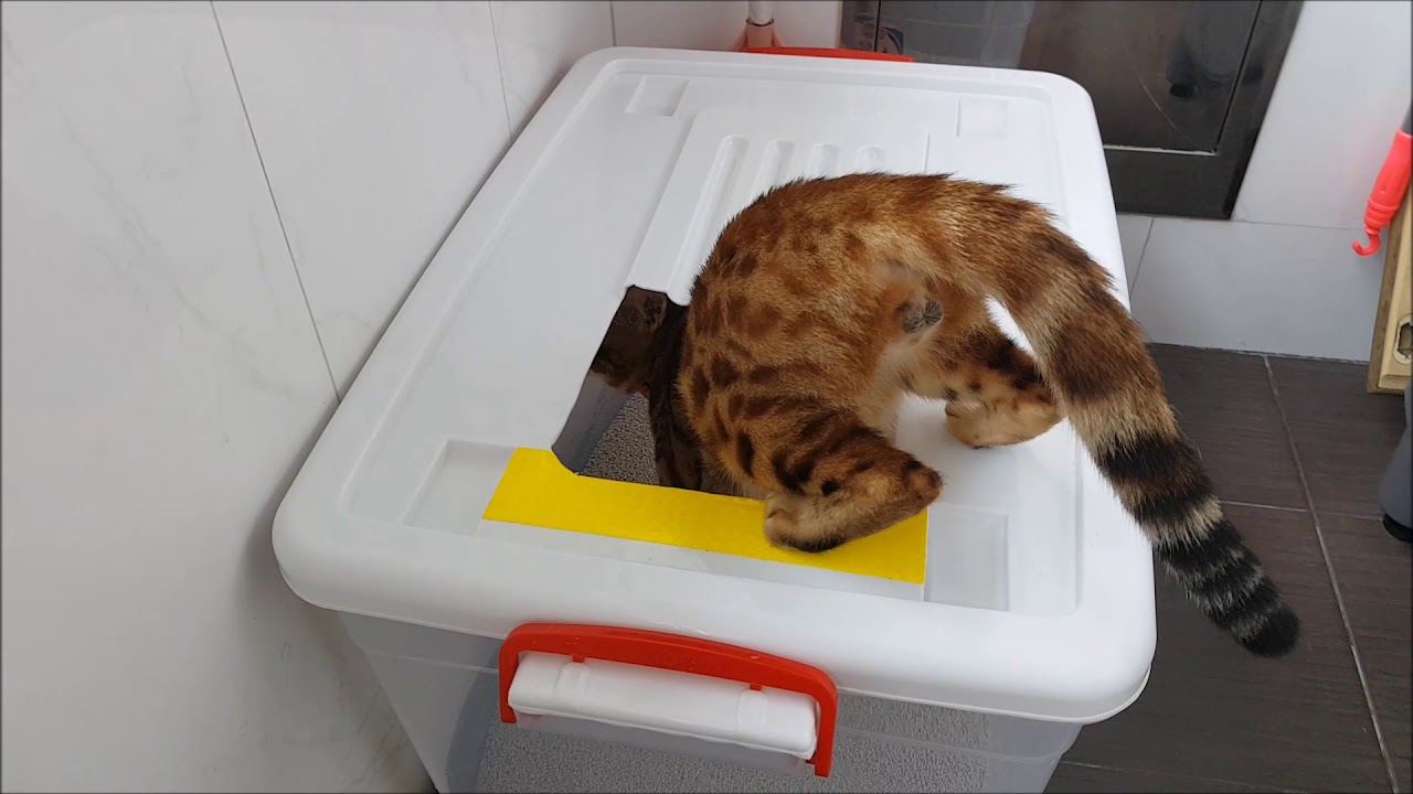 no mess cat litter box