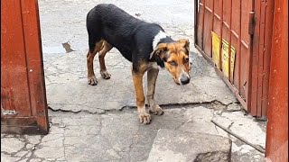 Dog Waits At The Gate Hoping Someone Will Save Her And Her Friends