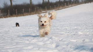 Havanese Grooming Hacks: Quick Tips for a Beautiful Coat